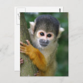 Carte Postale Curieux singe écureuil (Devant / Derrière)