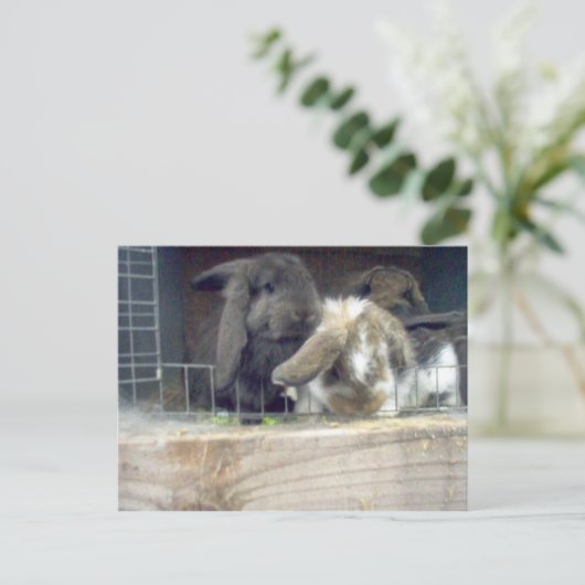 Carte Postale Curiosité (Debout devant)