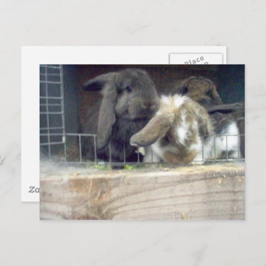 Carte Postale Curiosité (Devant / Derrière)