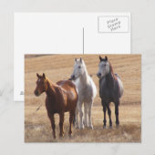 Carte Postale Curiosité équine 3 (Devant / Derrière)