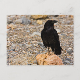 Carte Postale Curiosité mutuelle