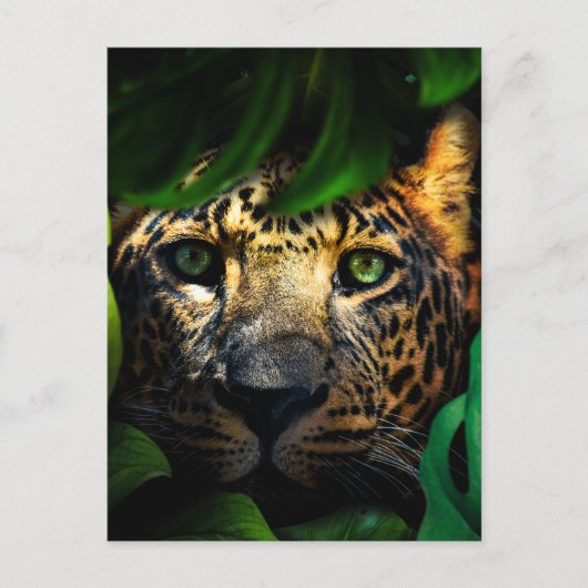 Carte Postale Curiosité sauvage : Jaguar Lurking dans la jungle (Devant)