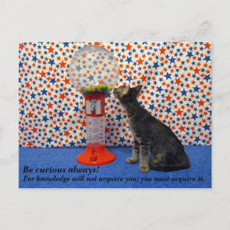 Carte Postale Curiosity - Starring Kori le Secourt Kitty