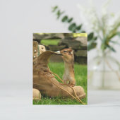 Carte Postale Curious Baby Chipmunk (Debout devant)