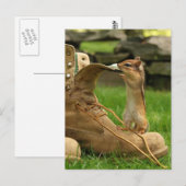 Carte Postale Curious Baby Chipmunk (Devant / Derrière)