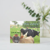 Carte Postale Curious Cow ! Pa Dutch ! Lititz/Lancaster (Debout devant)