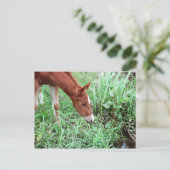 Carte postale Curious Foal 2 (Debout devant)