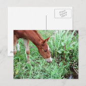 Carte postale Curious Foal 2 (Devant / Derrière)
