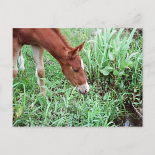 Carte postale Curious Foal 2