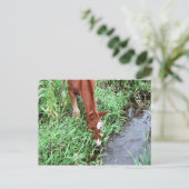 Carte postale Curious Foy (Debout devant)