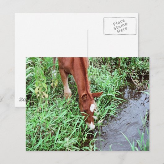 Carte postale Curious Foy (Devant / Derrière)