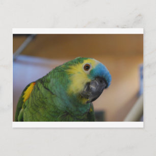 Carte Postale Curious Parrot
