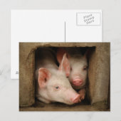 Carte Postale Curious Piglets (Devant / Derrière)