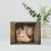 Carte Postale Curious Piglets (Debout devant)