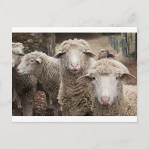 Carte Postale Curious sheep