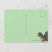 Carte Postale Curl Crested Aracari Toucan (Dos)