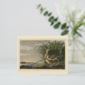 Carte Postale Curlew from Audubon's Birds of America (Debout devant)