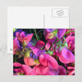 Carte Postale Curly Que (Devant / Derrière)