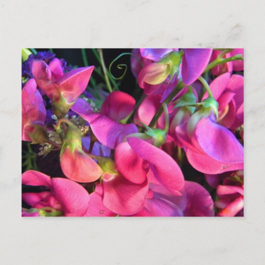 Carte Postale Curly Que (Devant)