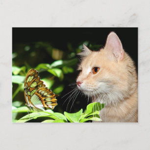 Carte Postale Curosité des chats