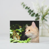 Carte Postale Curosité des chats (Debout devant)