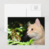 Carte Postale Curosité des chats (Devant / Derrière)