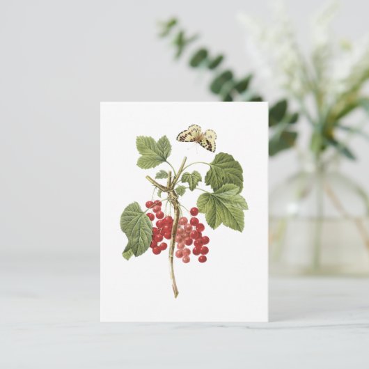 Carte Postale currant rouge (Ribes rubrum) par Redouté (Debout devant)
