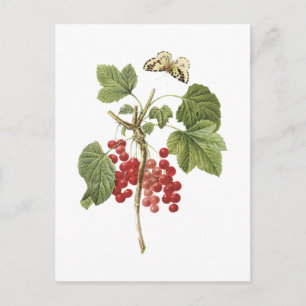 Carte Postale currant rouge (Ribes rubrum) par Redouté