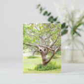 Carte postale Curvy Florida Trees (Debout devant)