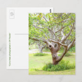 Carte postale Curvy Florida Trees (Devant / Derrière)