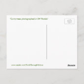 Carte postale Curvy Florida Trees (Dos)
