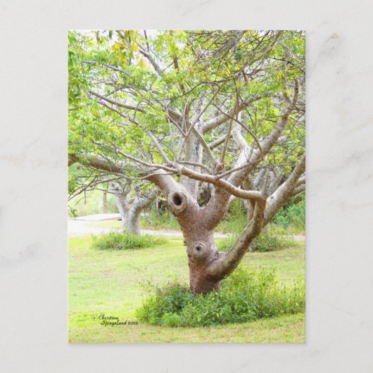 Carte postale Curvy Florida Trees (Devant)