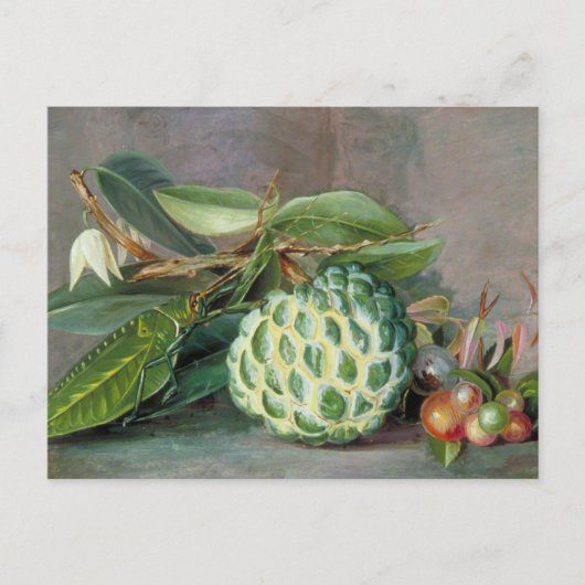 Carte postale Custard Apple - Marianne North (Devant)