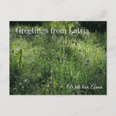 Carte Postale Custom Greetings from Latvia Wildflower Photograph (Devant)