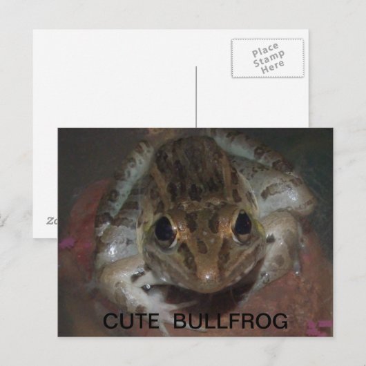 CARTE POSTALE CUT BULLFROG (Devant / Derrière)