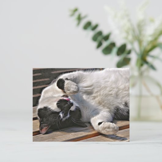 CARTE POSTALE CUT CAT (Debout devant)