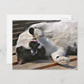 CARTE POSTALE CUT CAT (Devant / Derrière)