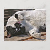 CARTE POSTALE CUT CAT (Devant)