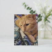 Carte Postale Cute Adorable Sleepy Ginger Kitty (Debout devant)