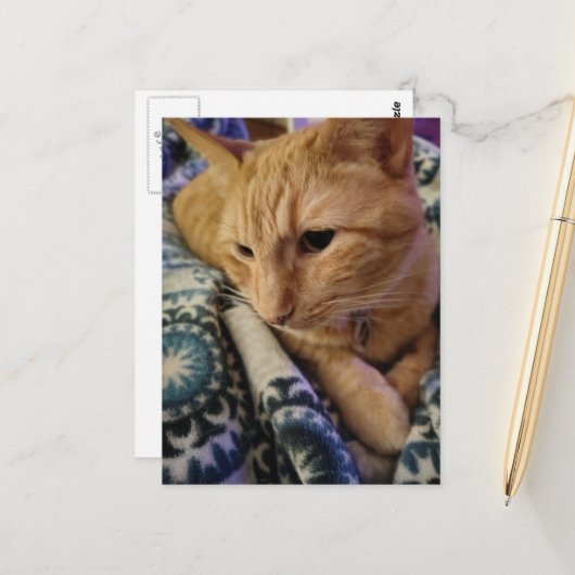 Carte Postale Cute Adorable Sleepy Ginger Kitty (Devant/Arrière en situation)