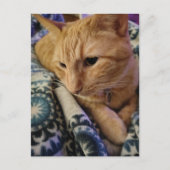 Carte Postale Cute Adorable Sleepy Ginger Kitty (Devant)