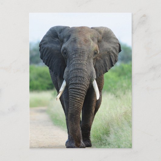 Carte Postale cute African Elephant (Devant)