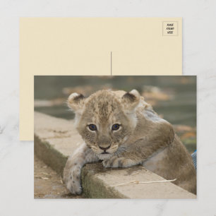 Carte postale Cute African Lion Cub