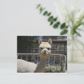 Carte Postale Cute Alpaca (Debout devant)