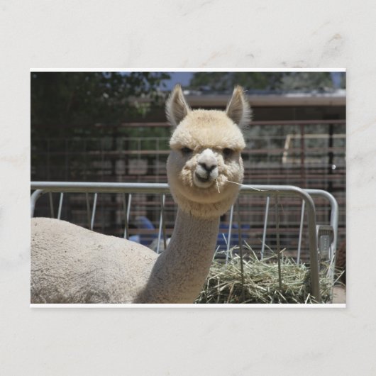 Carte Postale Cute Alpaca (Devant)