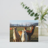 Carte Postale Cute Alpacas (Debout devant)