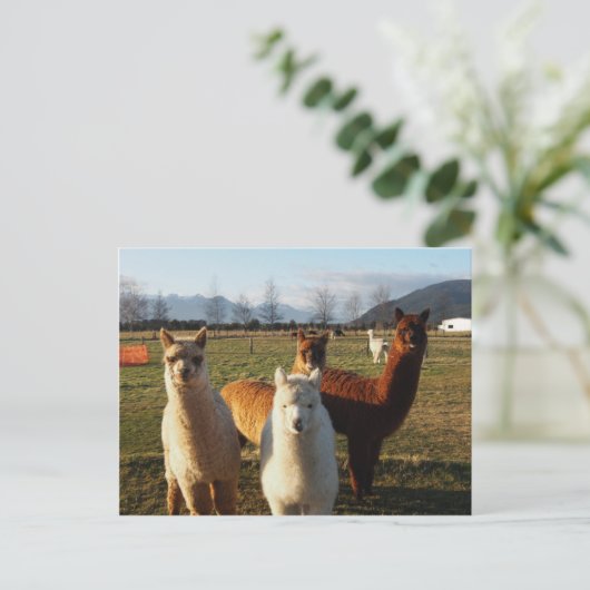 Carte Postale Cute Alpacas (Debout devant)