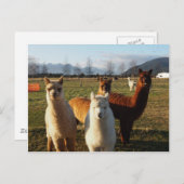 Carte Postale Cute Alpacas (Devant / Derrière)