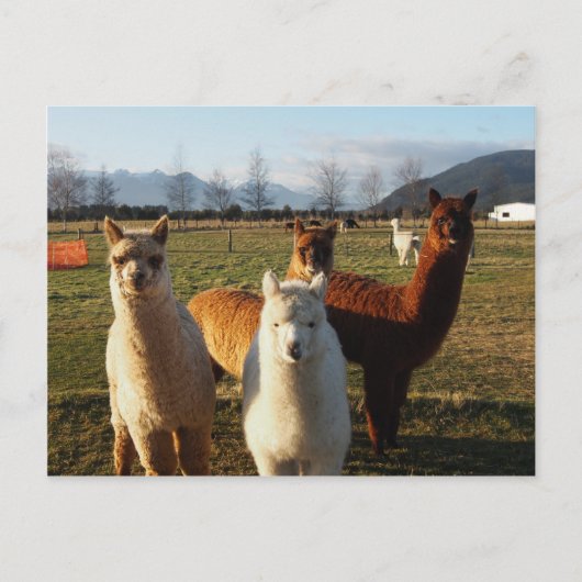 Carte Postale Cute Alpacas (Devant)
