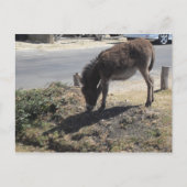 Carte Postale Cute âne poulain (Devant)